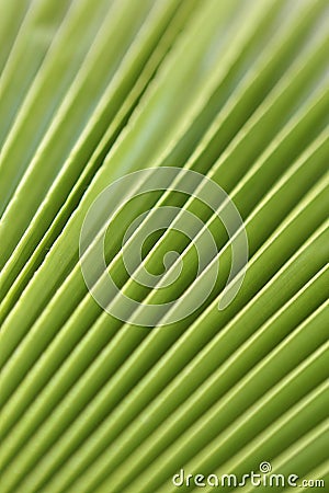 Macro shot of green palm leaf. tropical, abstract, texture, exotic. Stock Photo