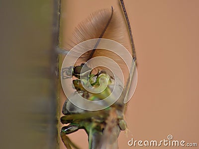 Tiny Green Midge Stock Photo