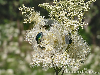 Macro shot of a group of metallic rose chafers or the green rose chafers Cetonia aurata crawling on a white flower in sunlight Stock Photo