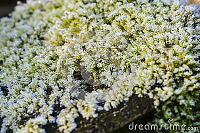 Macro shot of growing moss on a stump Stock Photo