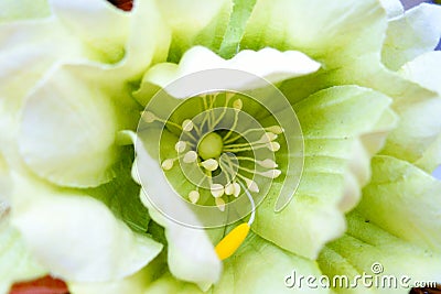 Macro shot handmade artificial flowers Stock Photo