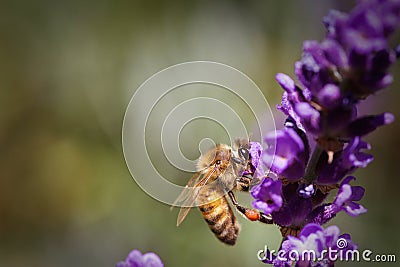 Honey Bee Pollinating a Lavender Flower Stock Photo