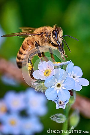 Macro shot of honey bee with pollen on its legs cleaning itself while collecting nectar from blue Forget-Me-Not \\\\ Stock Photo