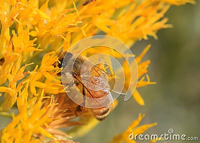 Honeybee on Yellow Flowers Stock Photo