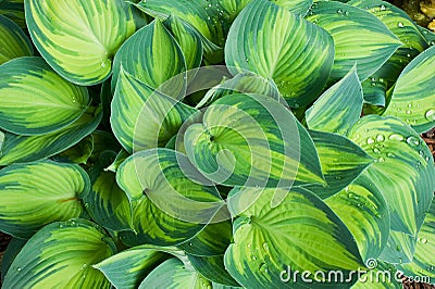 Macro shot of hosta plant Stock Photo