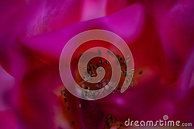 Macro shot of the inner part of a pink flower Stock Photo