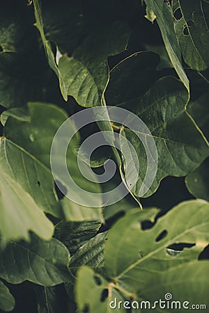 Macro Shot of Kudzu Leaves Stock Photo