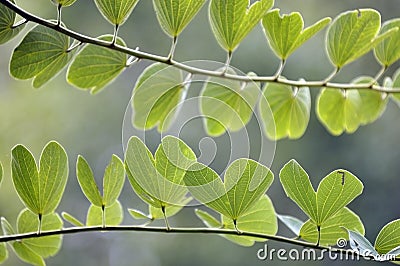 Macro shot of leaves Green in the nature Stock Photo