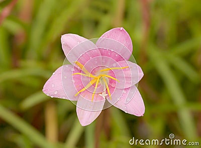 Macro shot of a lilly flower Stock Photo