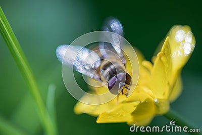 Macro shot of a little wasp face Stock Photo