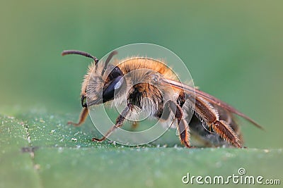 Macro shot of a male andrena nitida bee on green leaf background Stock Photo
