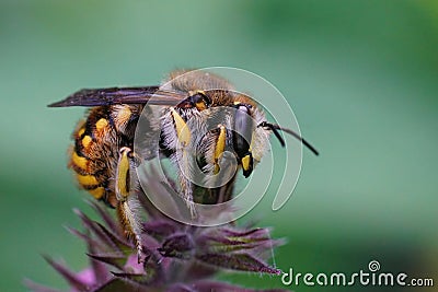 Macro shot of a male European wool carder bee or Anthidium manicatum on a flower Stock Photo