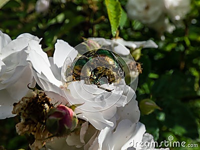 Macro shot of male and female metallic rose chafers or the green rose chafers Cetonia aurata mating on a white rose in sunlight Stock Photo