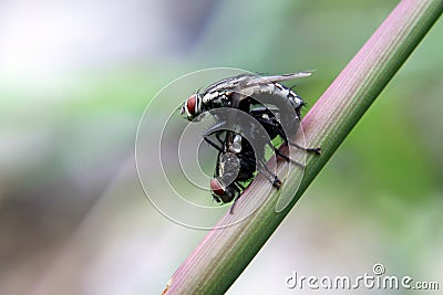 Macro shot of mating flies. Stock Photo