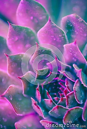 Neon Succulent Macro Stock Photo