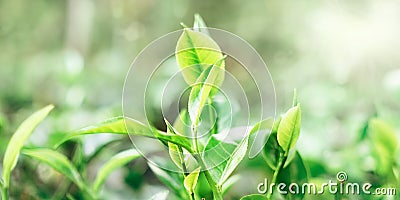 Macro shot of New tea leaves with blurred bokeh with bright optical flares Stock Photo