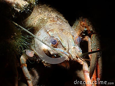 Macro shot of a noble crayfish in a river against a dark background Stock Photo