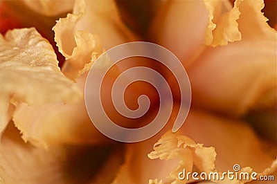 Macro shot of a orange iris Stock Photo