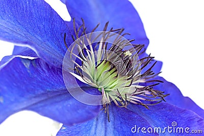 Macro shot of pasque flower or Pulsatilla violet e Stock Photo