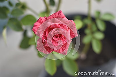 Macro shot of a pink Adenium obesum rose blooming with green leaves Stock Photo