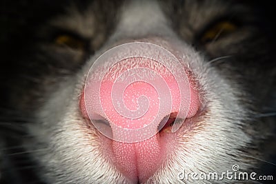 Macro shot of pink cat nose. Close up view of domestic cat nostrils Stock Photo
