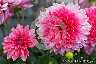 Macro shot of a pink dahlia. Stock Photo