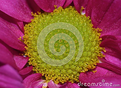 Macro Photography of Pink Dahlia Flower with Lime Green Center Stock Photo