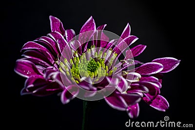 Macro shot of a purple flower with white edged petals Stock Photo