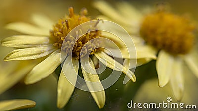 Macro shot of Ragworts flower detail with blur background Stock Photo