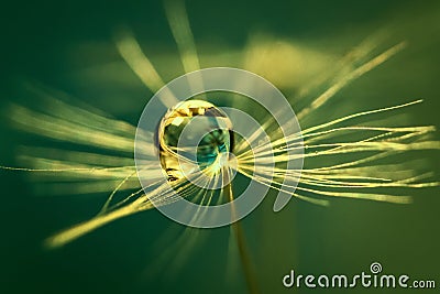 Rain drop on a dandelion seed Stock Photo