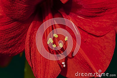 Macro shot of red Amaryllis (Amaryllidaceae) Stock Photo