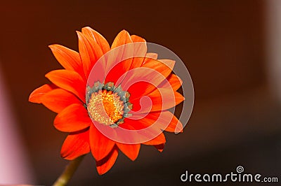 Red & orange blooming flower Stock Photo