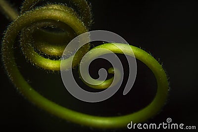 Macro shot red passion plant climbing parts tendril, red passion tendril Stock Photo