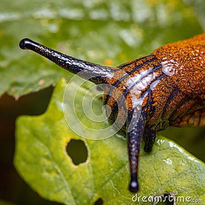 Macro shot of a red slug on a green leaf. Arion rufus. Stock Photo