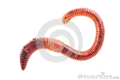 Macro shot of red worm Dendrobena in manure, earthworm live bait for fishing isolated on white background Stock Photo