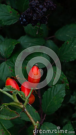 Macro Shot of Ripe Rose Hips in Nature Stock Photo