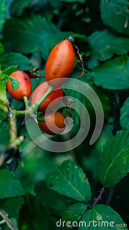 Macro Shot of Ripe Rose Hips in Nature Stock Photo