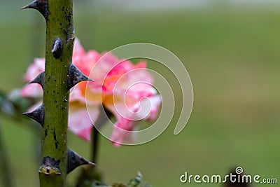 Macro shot of Rose bush thorns with blurred pink rose in the background Stock Photo