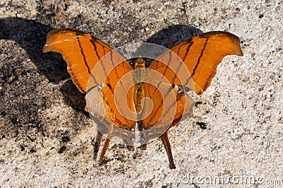 Macro shot of a ruddy daggerwing butterfly Stock Photo