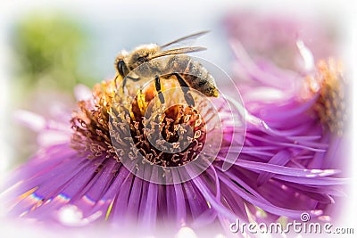 Macro shot shows wild bee on a purple aster flower. Stock Photo