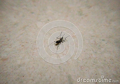 Macro shot of single dead mosquito isolated Stock Photo