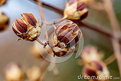 Hibiscus seed pods Stock Photo