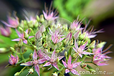 Macro shot of the small purple flowers Stock Photo