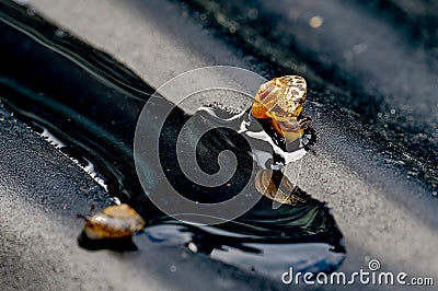 A small snail on a wet and black subsoil Stock Photo