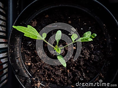 Macro shot of small tomato plant seedling growing in pot on the windowsill. Indoor gardening and germinating seedlings Stock Photo