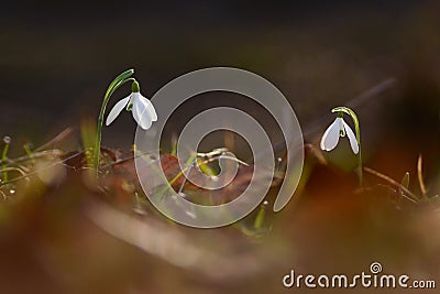 Isolated macro shot of a pair of snow drops Stock Photo