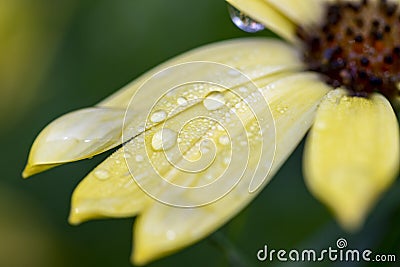 A macro shot of a spannish daisy with water droplets on it. Stock Photo
