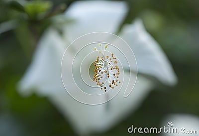 Macro shot of stigma of a Lilly flower Stock Photo
