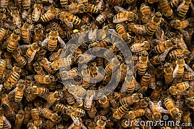 Macro shot of a swarm of bees, clustered together on one another in a small area Stock Photo