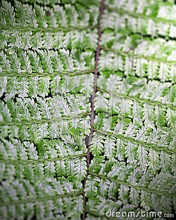 Macro shot of symmetry in plants and nature in Santa Elena Cloud Forest Reserve Costa Rica Stock Photo